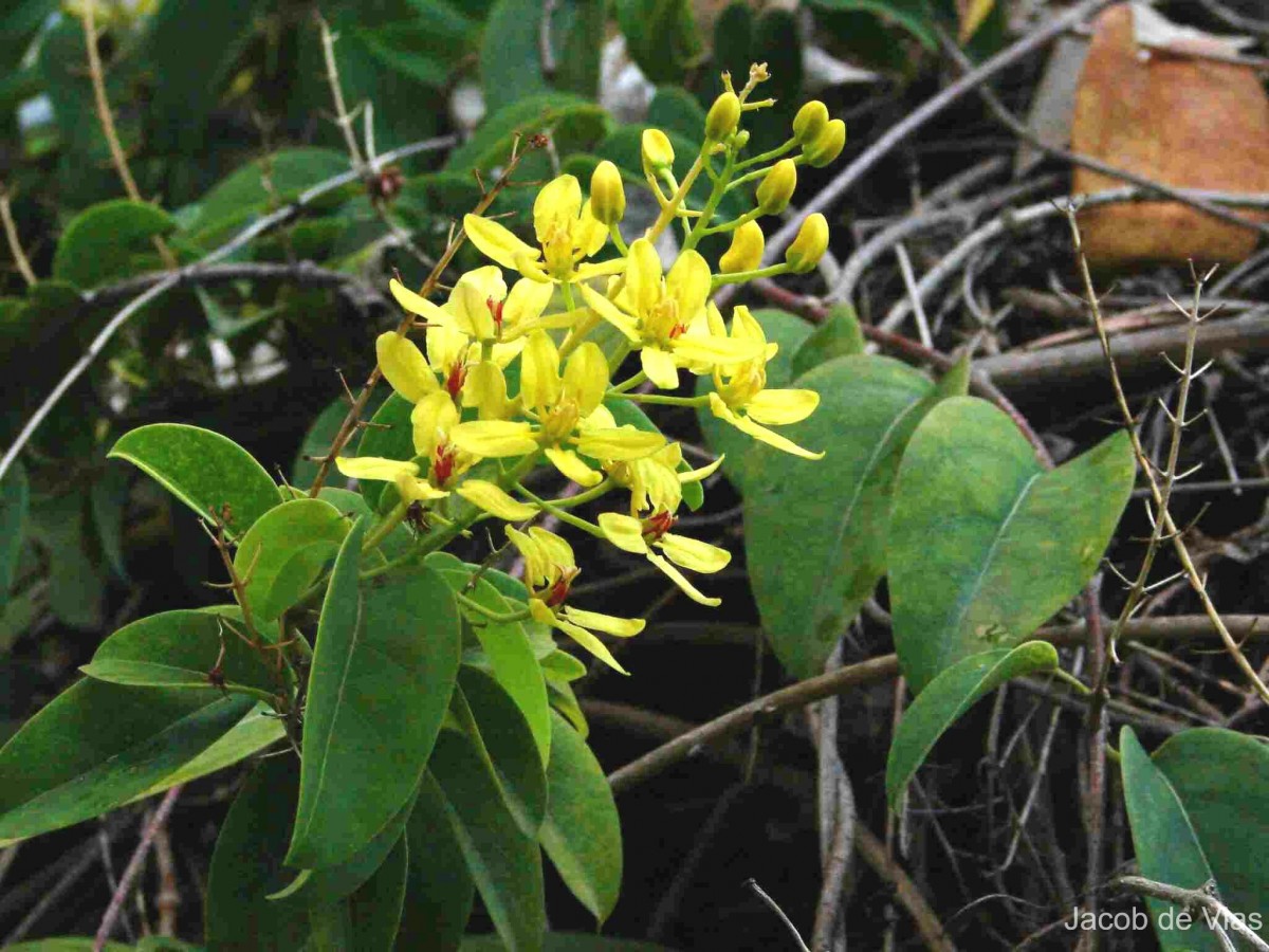 Tristellateia australasiae A.Rich.